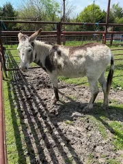Image of white and brown donkey